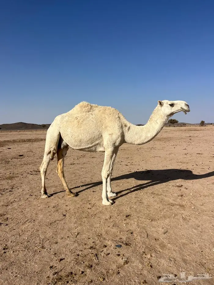 ضريبة على الشرط 3