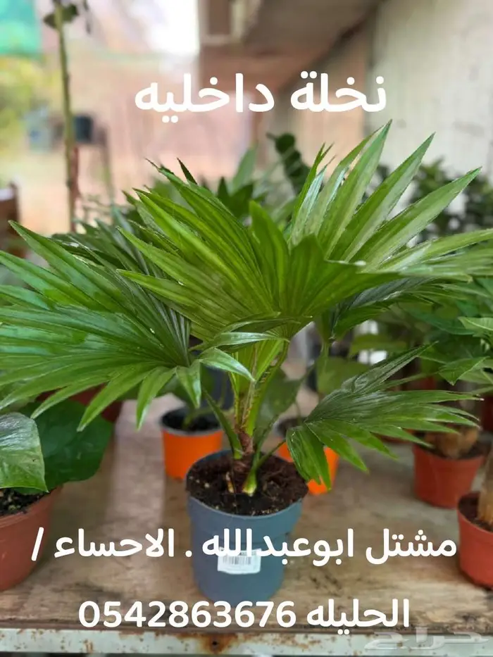 النبته الهوائيه   نخله داخليه   نبتة بشيرا   هرمون تجذير 2