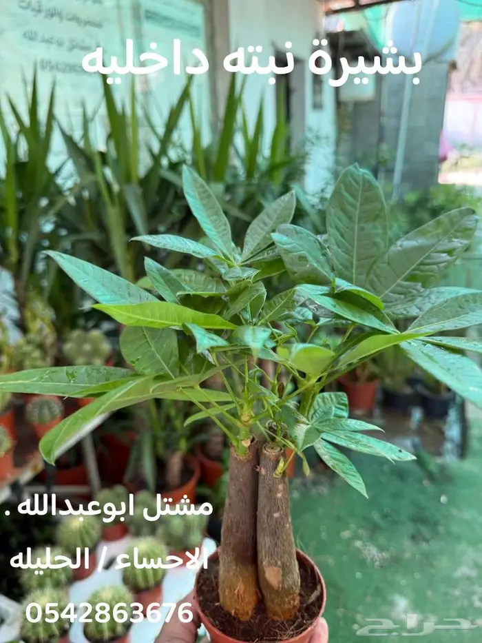 النبته الهوائيه   نخله داخليه   نبتة بشيرا   هرمون تجذير 1