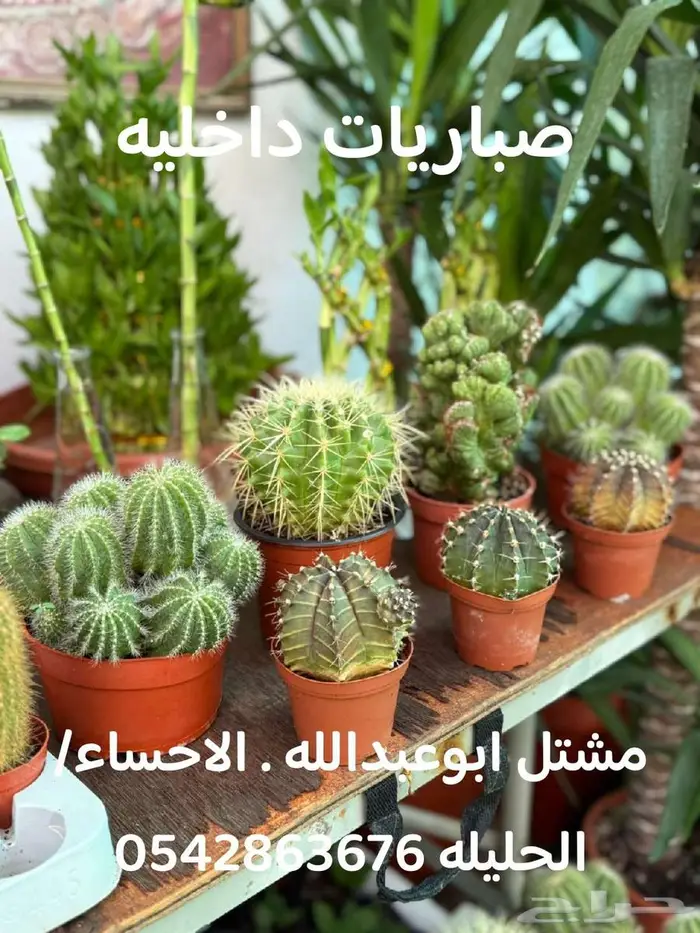 النبته الهوائيه   نخله داخليه   نبتة بشيرا   هرمون تجذير 4