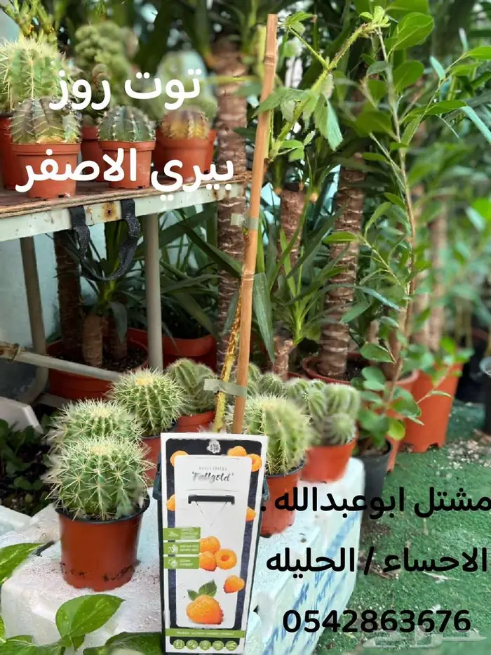 النبته الهوائيه   نخله داخليه   نبتة بشيرا   هرمون تجذير 6
