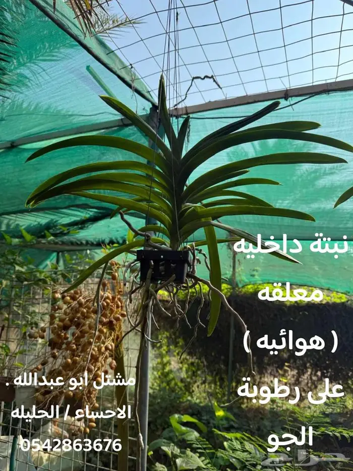 النبته الهوائيه   نخله داخليه   نبتة بشيرا   هرمون تجذير 7
