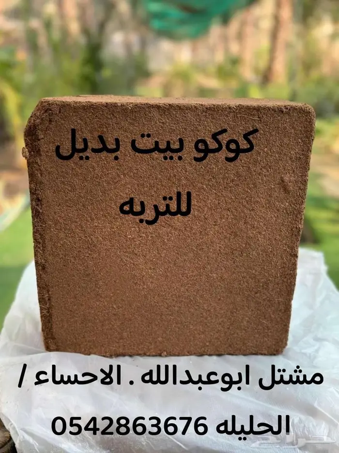 النبته الهوائيه   نخله داخليه   نبتة بشيرا   هرمون تجذير 5