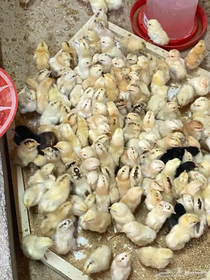للبيع صوص دجاج 0