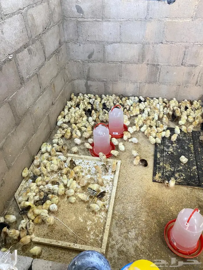 للبيع صوص دجاج 2
