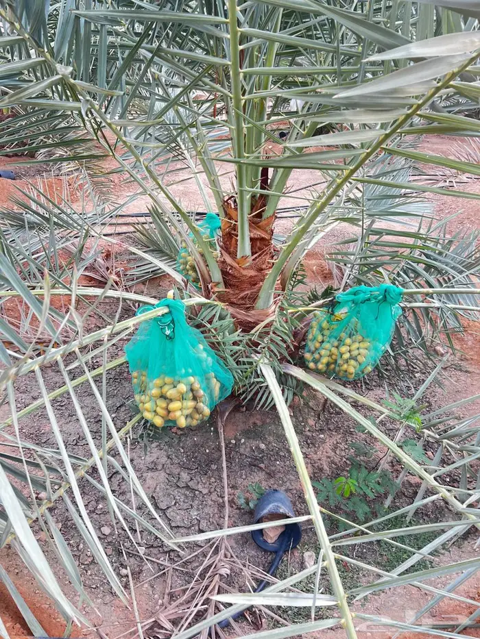 نخل 2