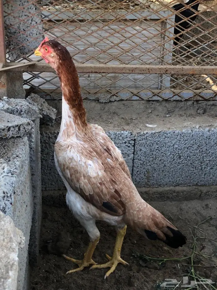 زوج شامو ياباني مستوى بطل للبيع 0