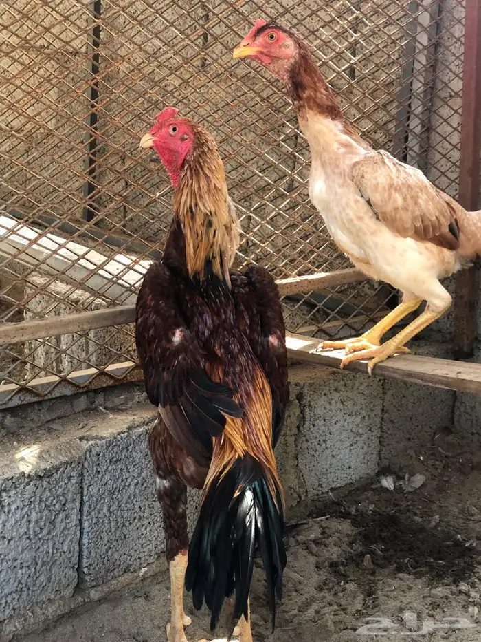 زوج شامو ياباني مستوى بطل للبيع 3