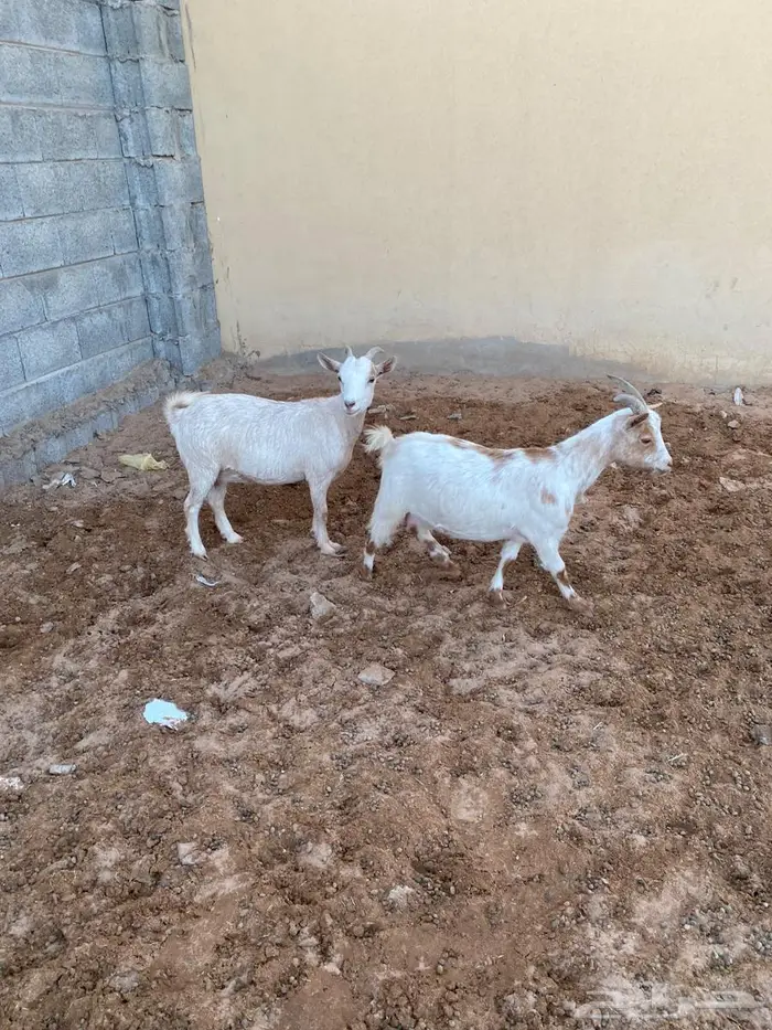 ماعز قزمي هجين مضاريع من فحل قزمي 0