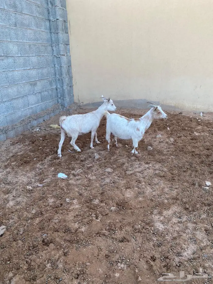 ماعز قزمي هجين مضاريع من فحل قزمي 1