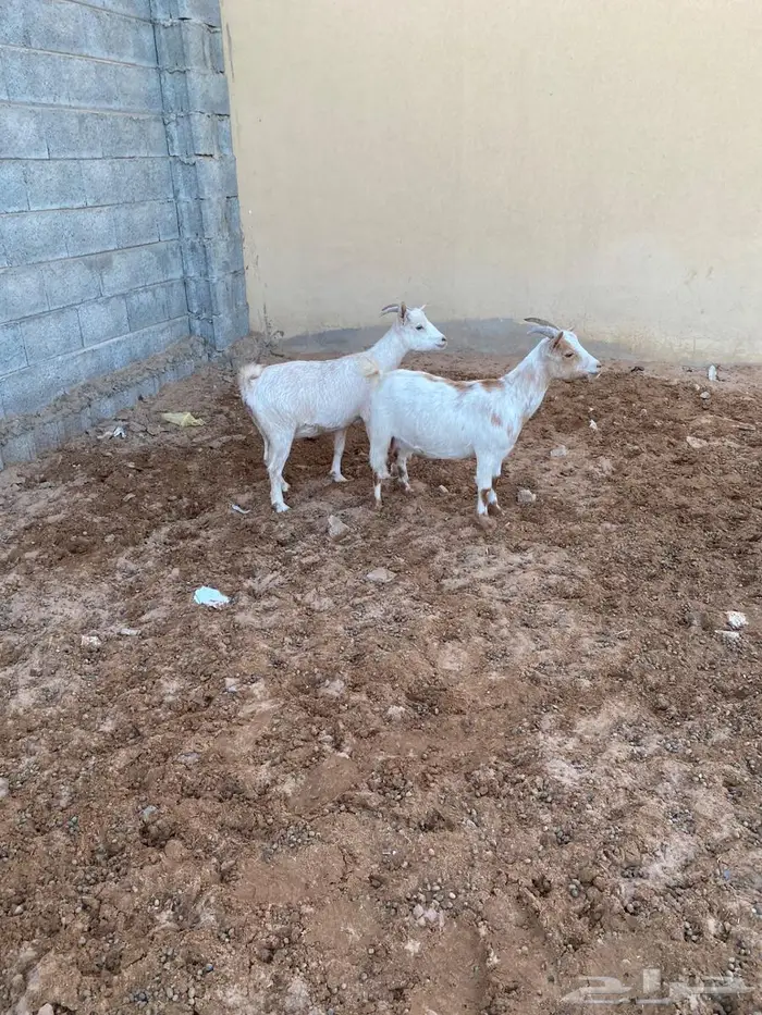 ماعز قزمي هجين مضاريع من فحل قزمي 3