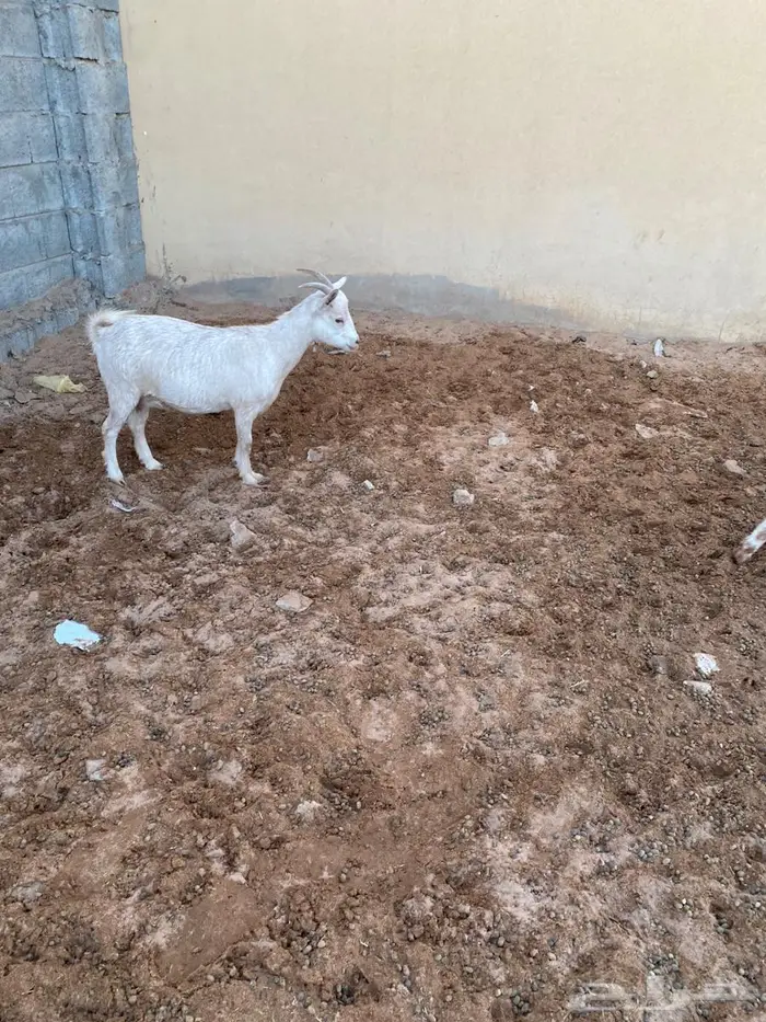 ماعز قزمي هجين مضاريع من فحل قزمي 2