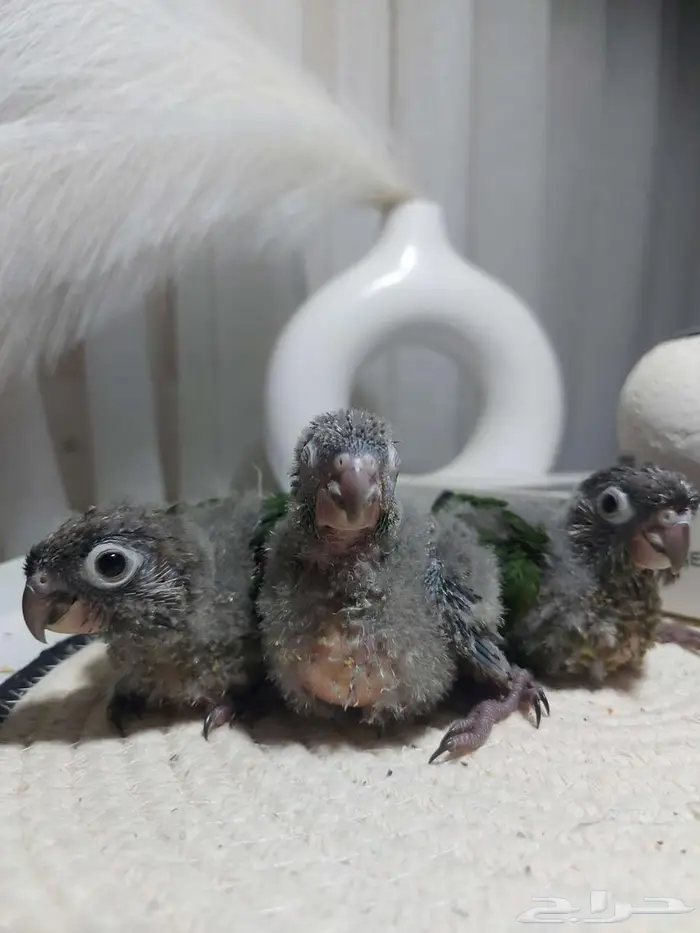 فروخ كنيور - فروخ كروان - طبات بادجي (( تم البيع )) 1