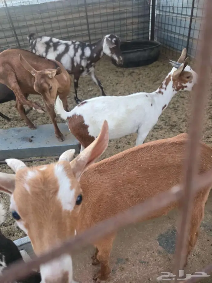 3 تيوس 3 جفرات جنوبية صغيره 0
