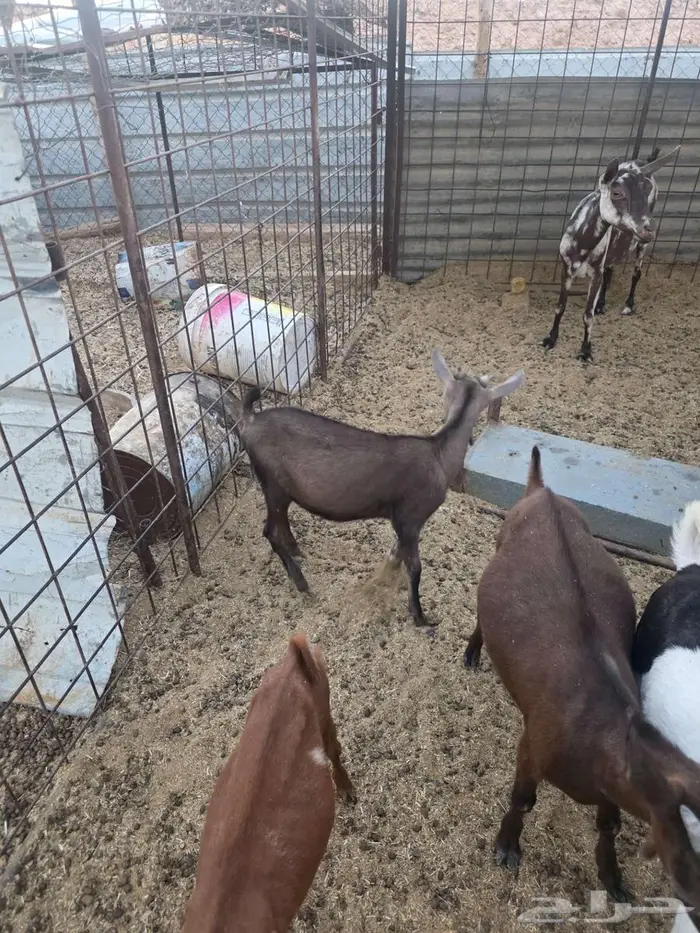 3 تيوس 3 جفرات جنوبية صغيره 1