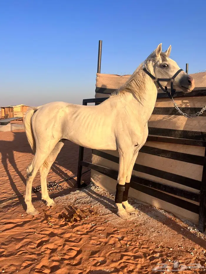 حصان عربي شعبي ركوب جمره 0