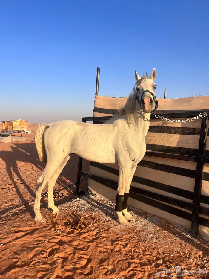 حصان عربي شعبي ركوب جمره 1