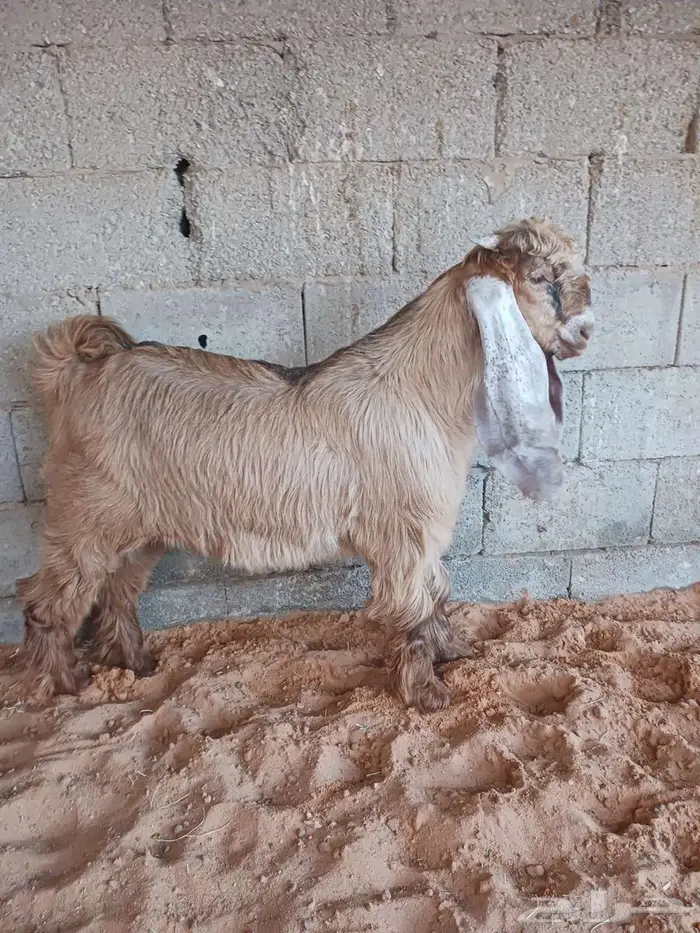 تيسين صفر 2