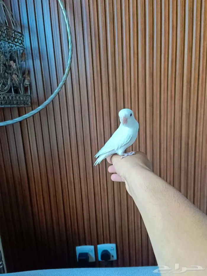 للبيع روز أليف جدا 4