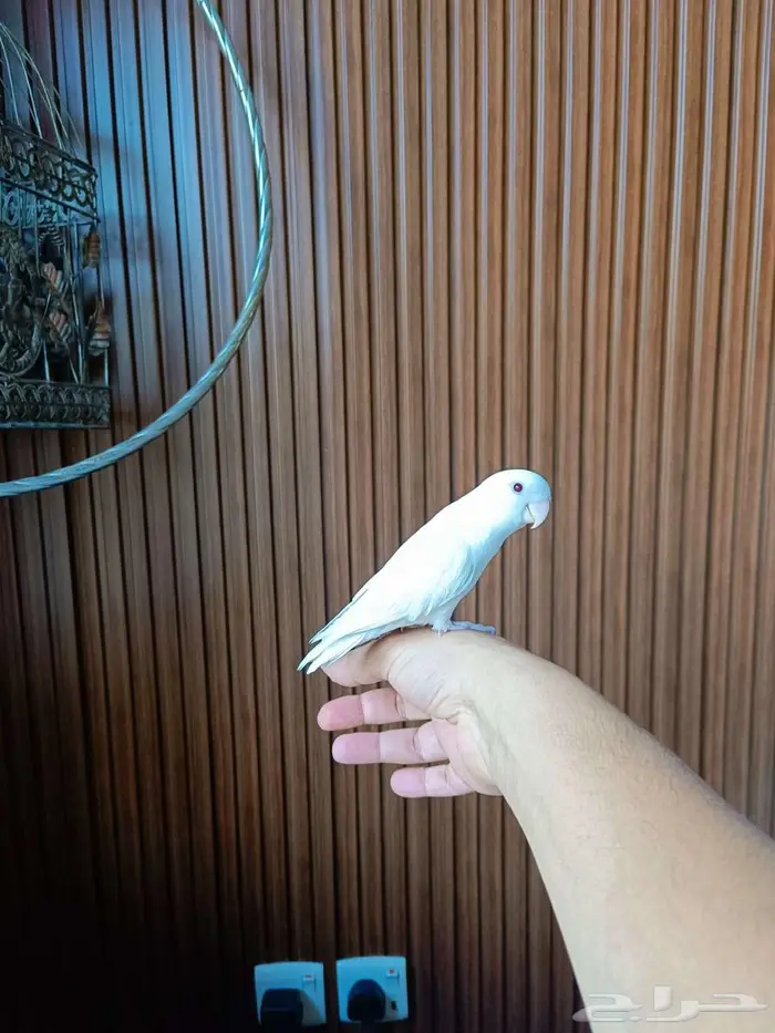 للبيع روز أليف جدا 5