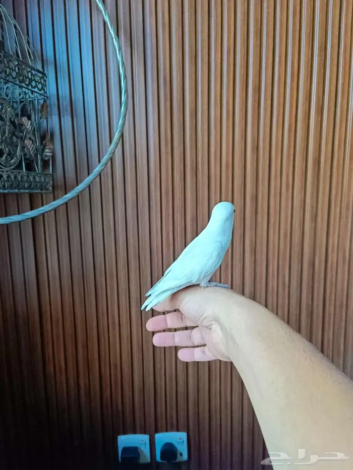 للبيع روز أليف جدا 9