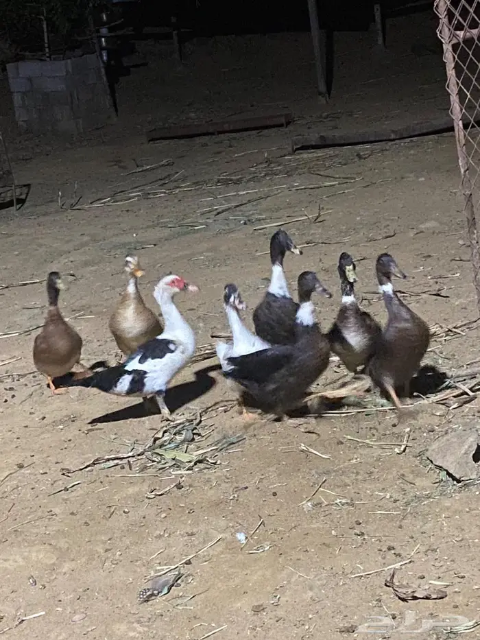 بط للبيع 3