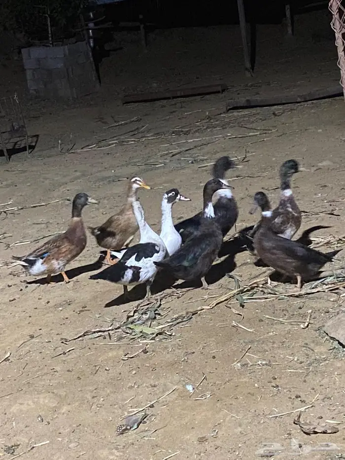 بط للبيع 4