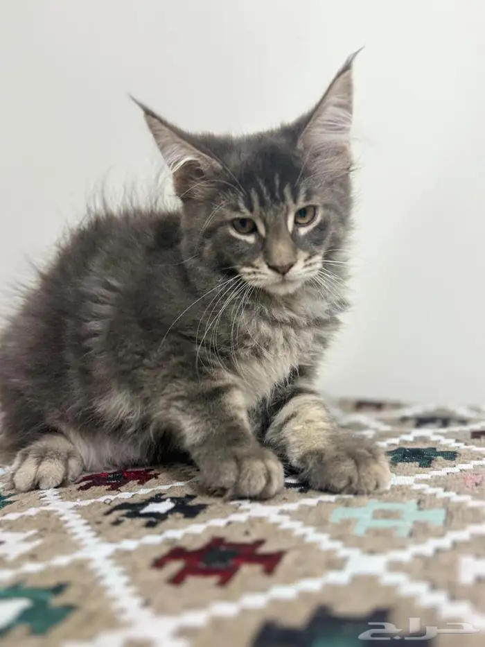 قطط للبيع ماين كون وش مميز وكفوف نمر 0