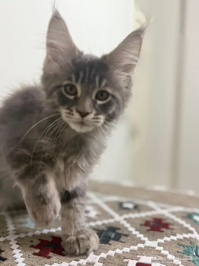 قطط للبيع ماين كون وش مميز وكفوف نمر 1