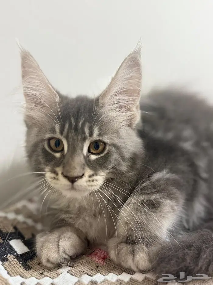 قطط للبيع ماين كون وش مميز وكفوف نمر 11