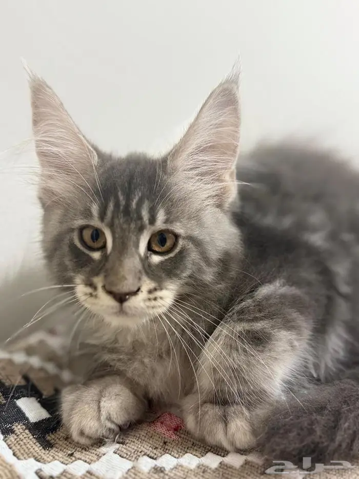 قطط للبيع ماين كون وش مميز وكفوف نمر 9