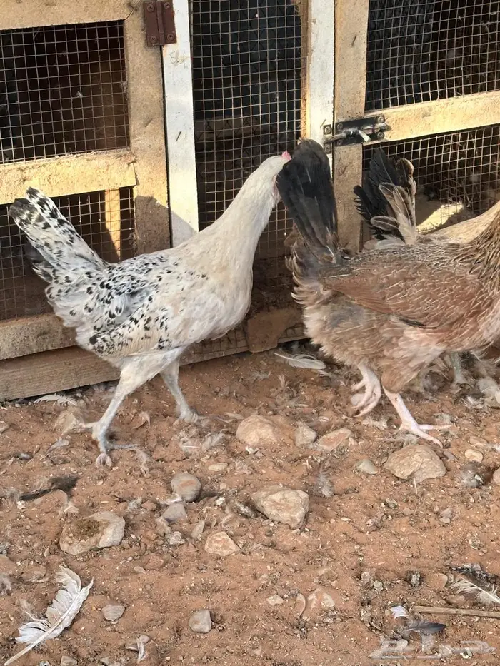 دجاج بلدي بياض 3