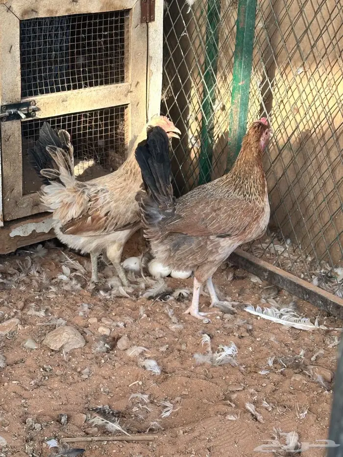 دجاج بلدي بياض 4