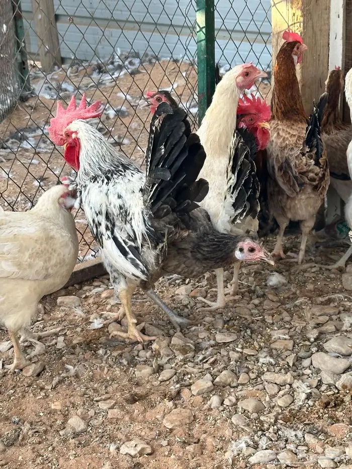 دجاج بلدي بياض 5
