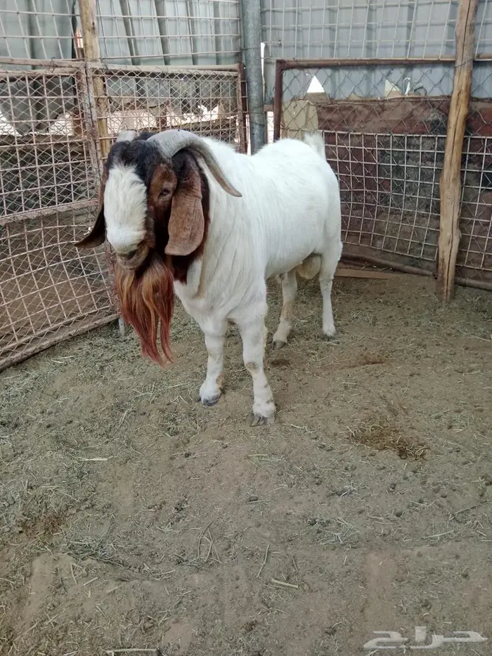 فحل ماعز البور 2