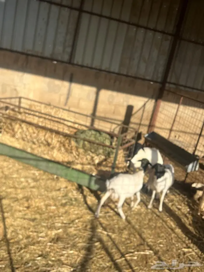 برابر عدد خمس بلدي الموقع عيون الجواء 0