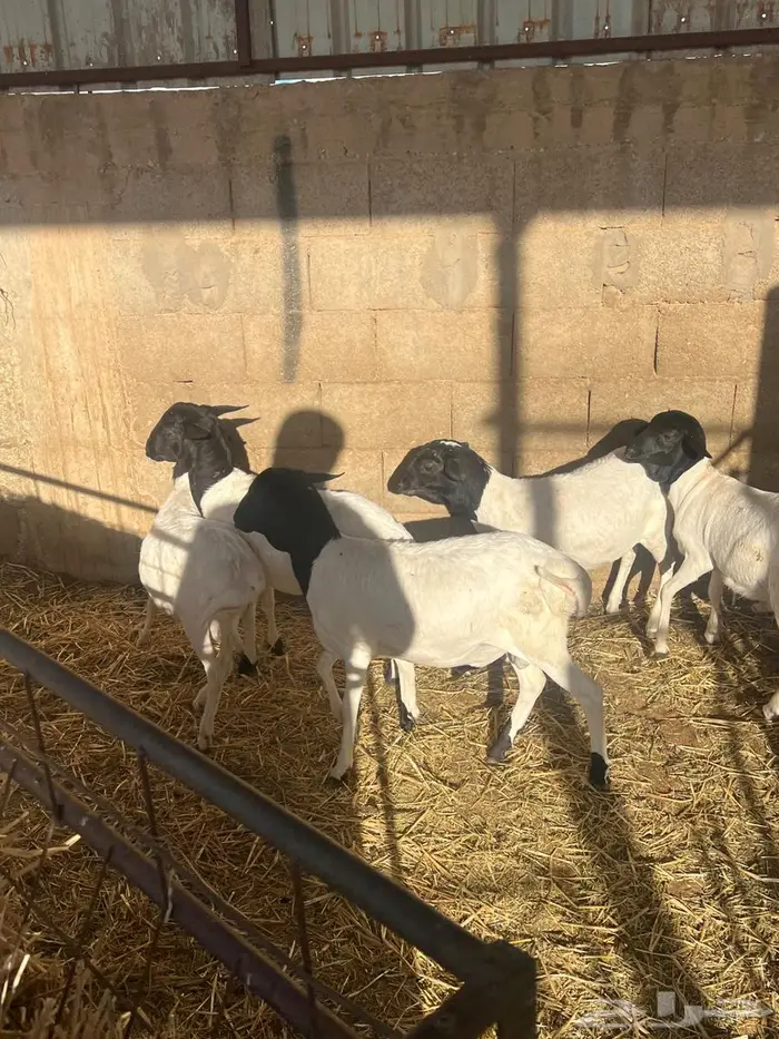 برابر عدد خمس بلدي الموقع عيون الجواء 2