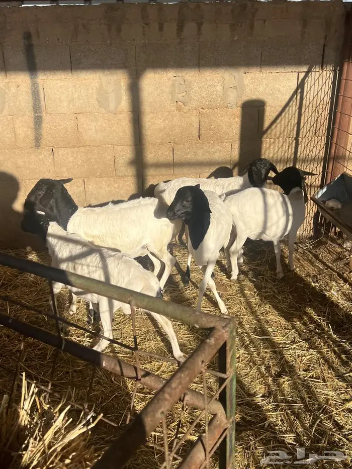 برابر عدد خمس بلدي الموقع عيون الجواء 1