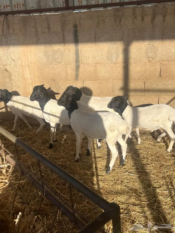 برابر عدد خمس بلدي الموقع عيون الجواء 3