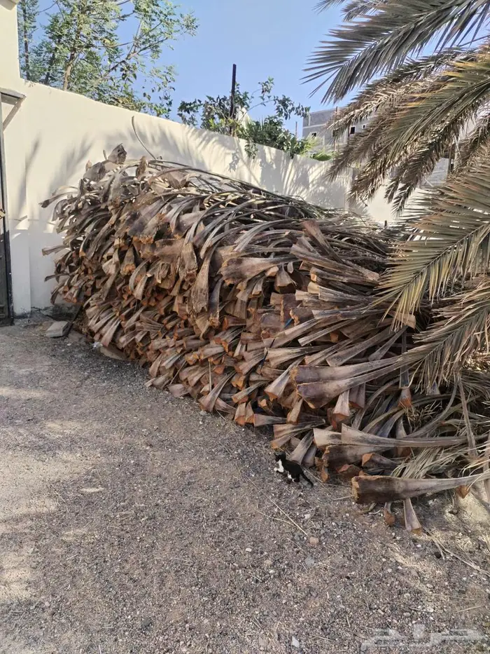 سعف نخل 0