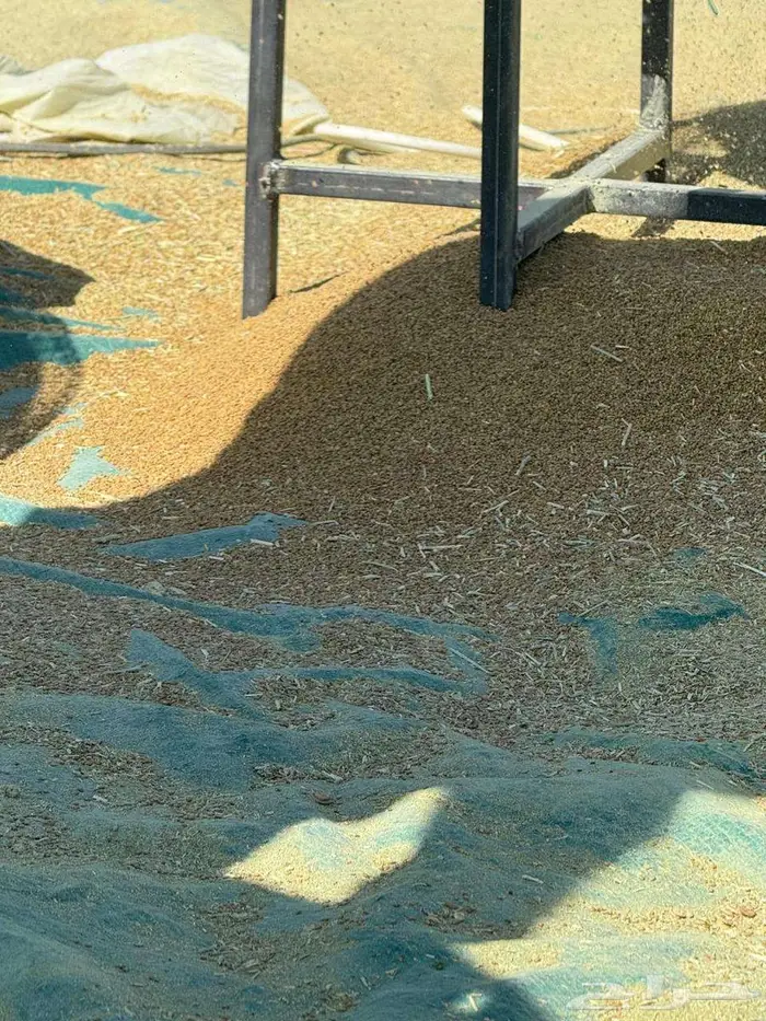 بذور برسيم صبخاوي بلدي 1