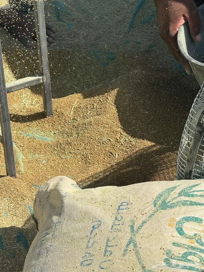 بذور برسيم صبخاوي بلدي 2