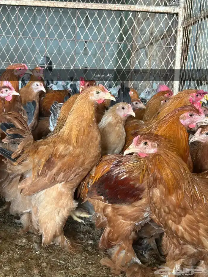 مشروع للبيع دجاج فيومي  دجاج براهما 1