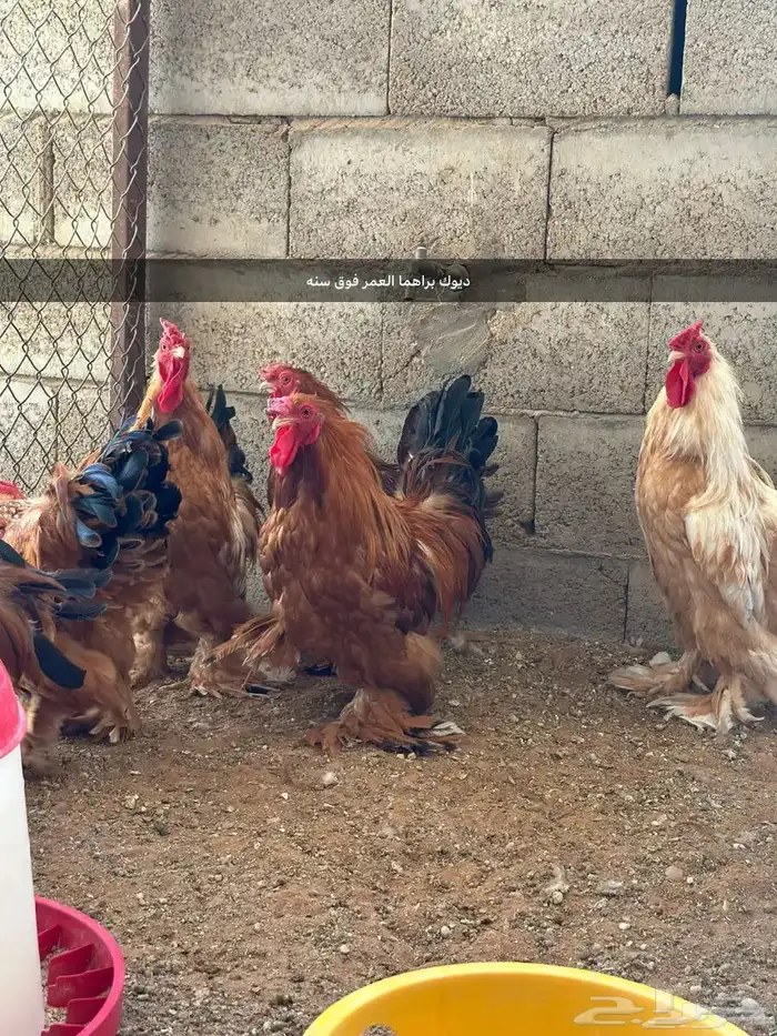 مشروع للبيع دجاج فيومي  دجاج براهما 3