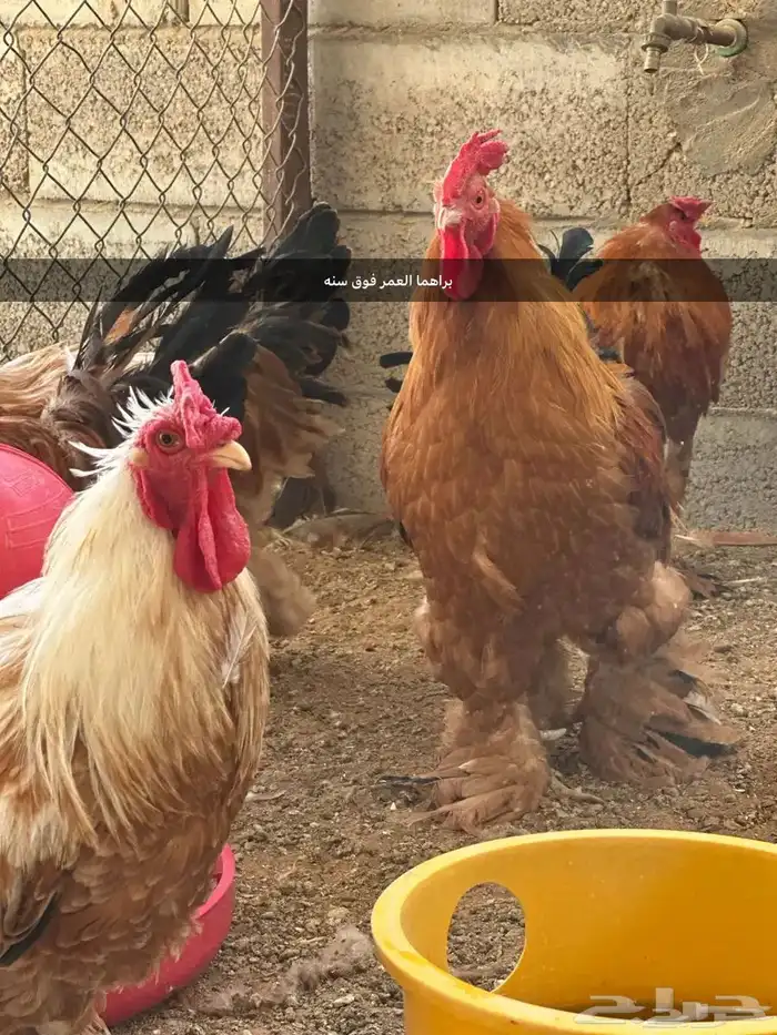 مشروع للبيع دجاج فيومي  دجاج براهما 2