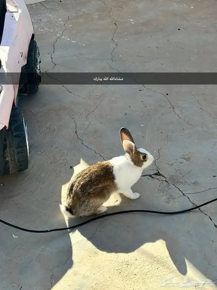 أرنب ذكر وثنتين اناث للبيع 0