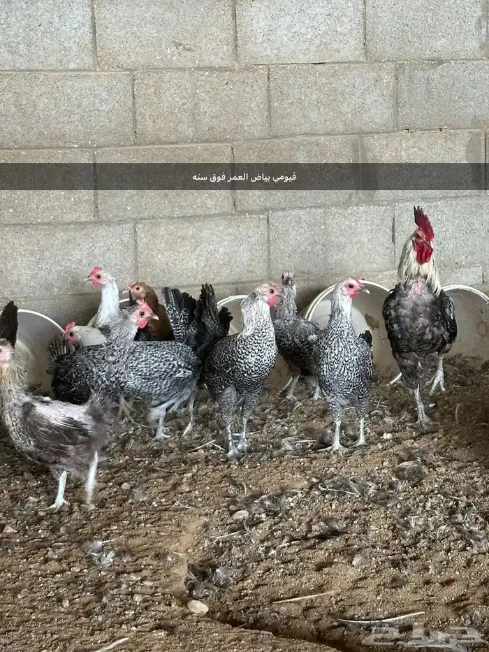 مشروع للبيع دجاج فيومي  دجاج براهما 7