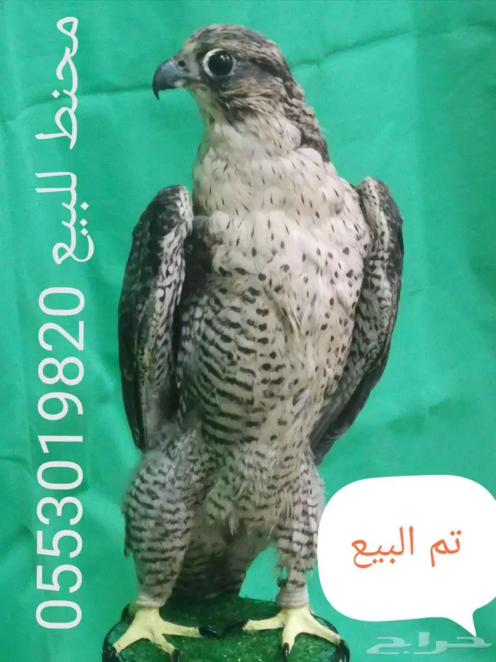 دجاجة محنطة 0