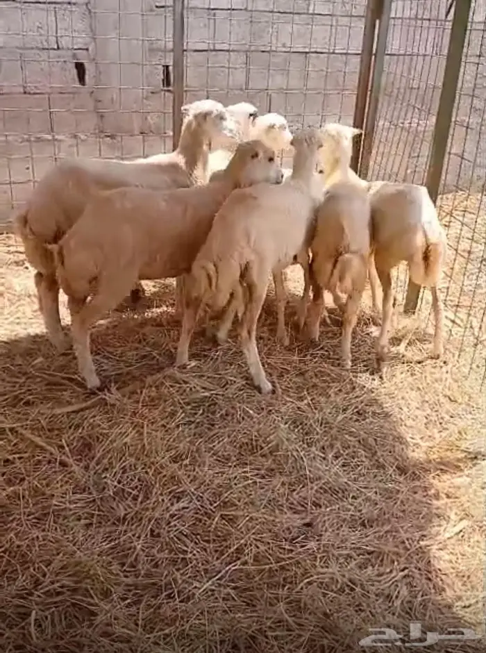 رخيل بلدي سمان وطيبه 0