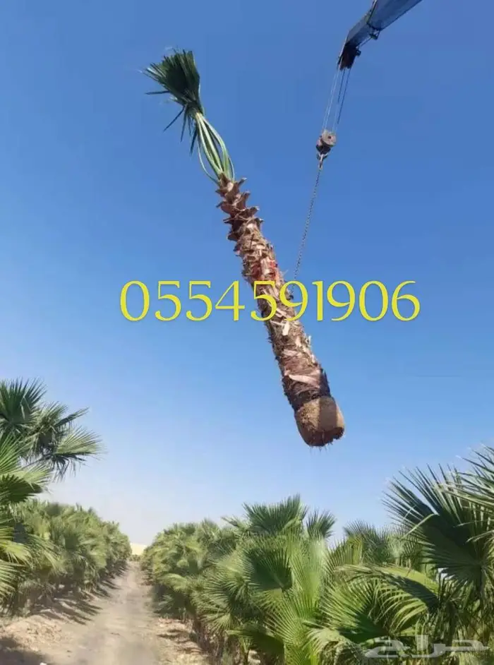 نخل واشنطونياء زينه للبيع 0